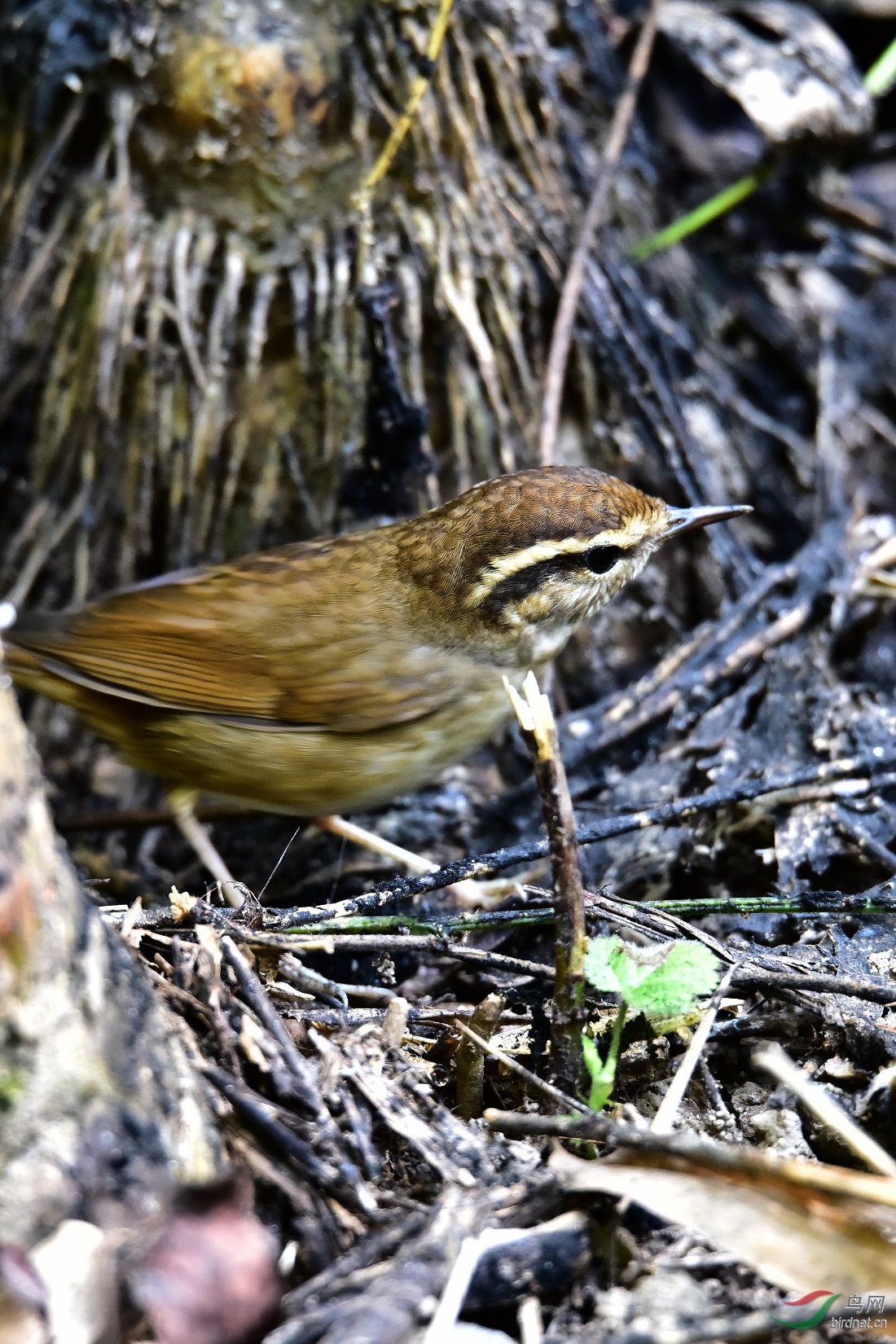 DSC_0365.JPG