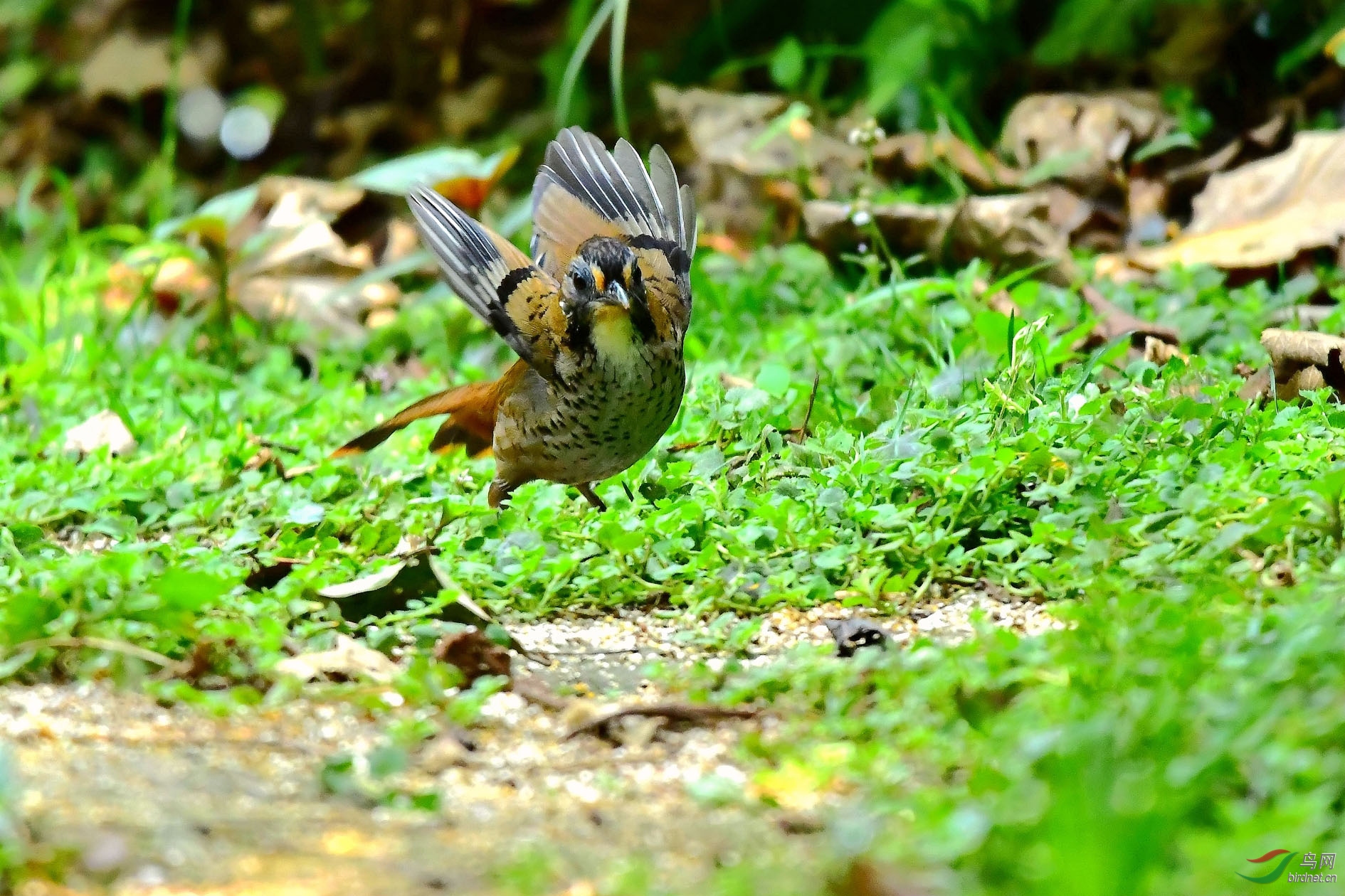 DSC_5767_����.jpg