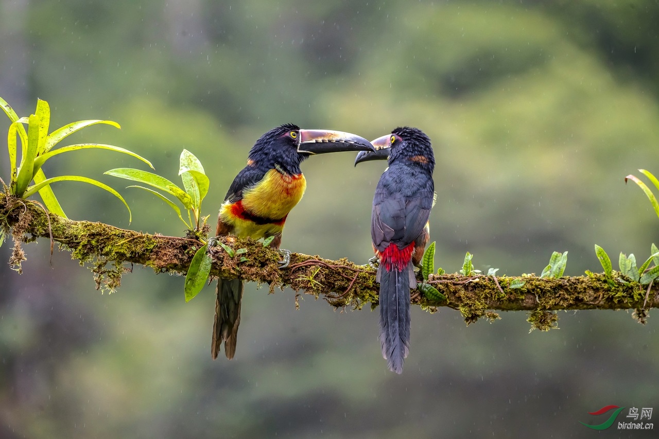 年会 一对恩爱的巨嘴鸟 宜昌老刘(荣获首页精华)
