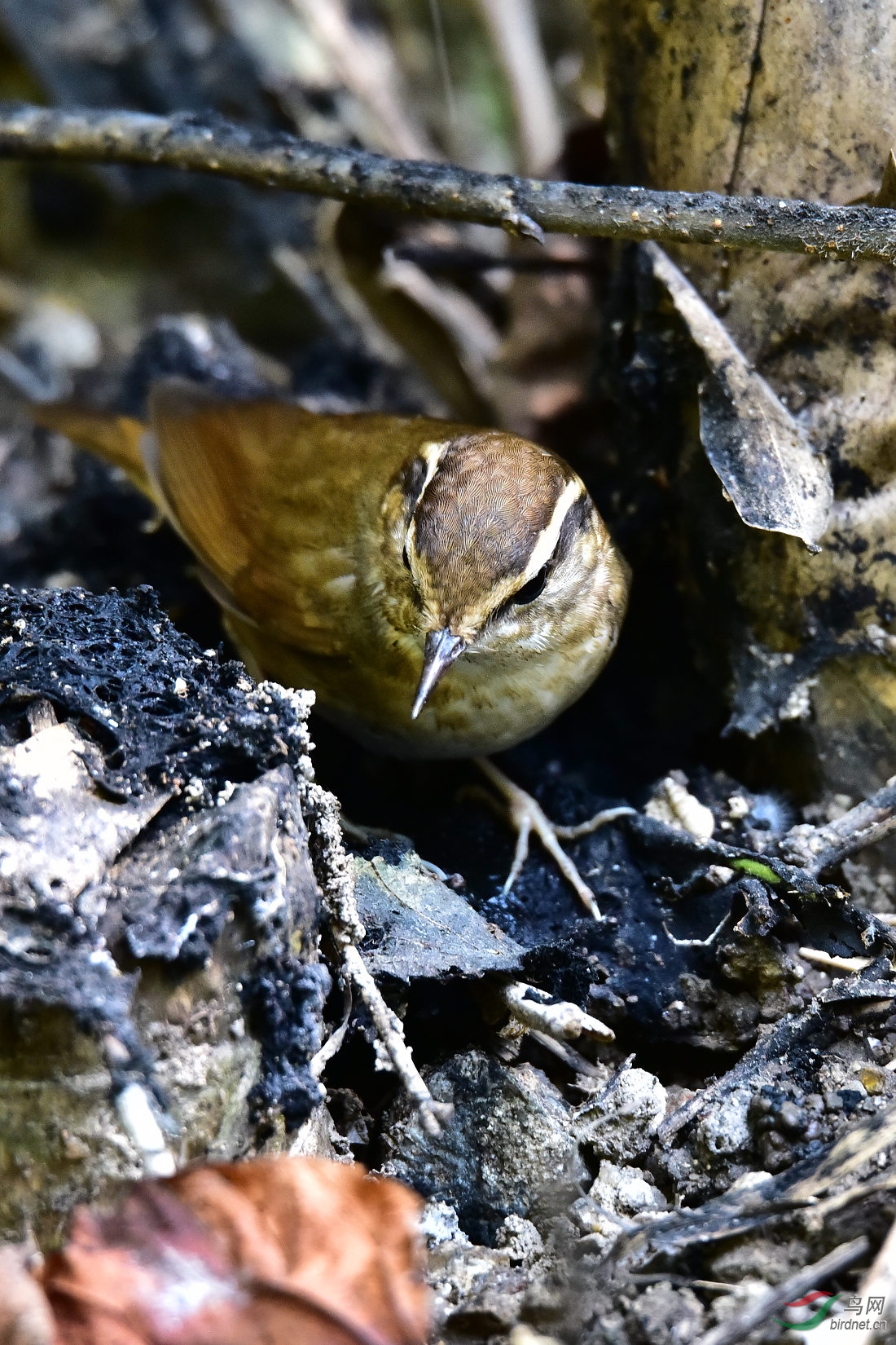 DSC_0371.JPG