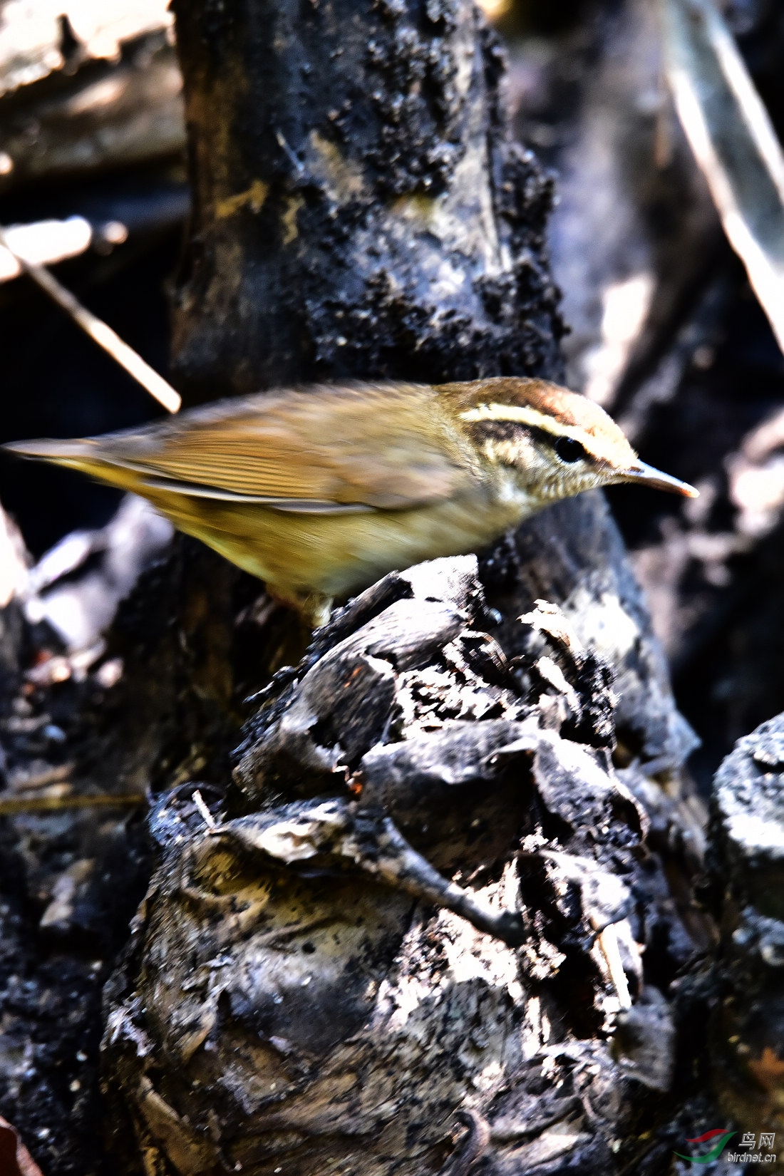 DSC_0372.JPG