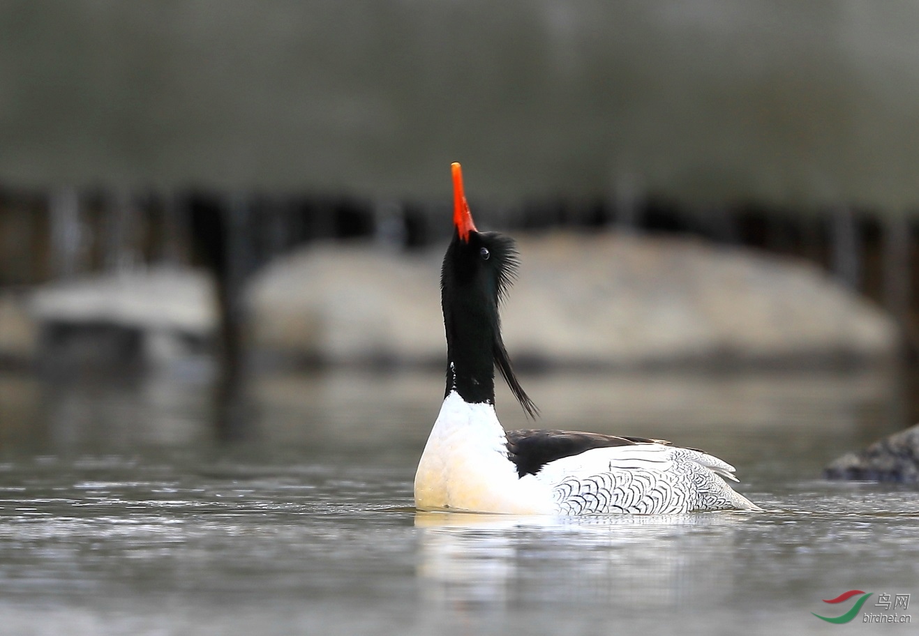 ����Ϊ����