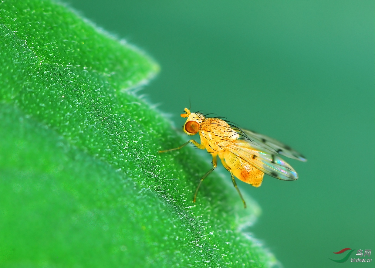 米粒大小的------果蝇