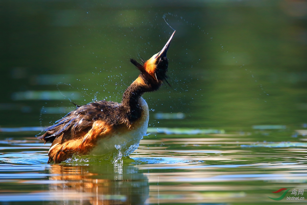 ��ͷ����