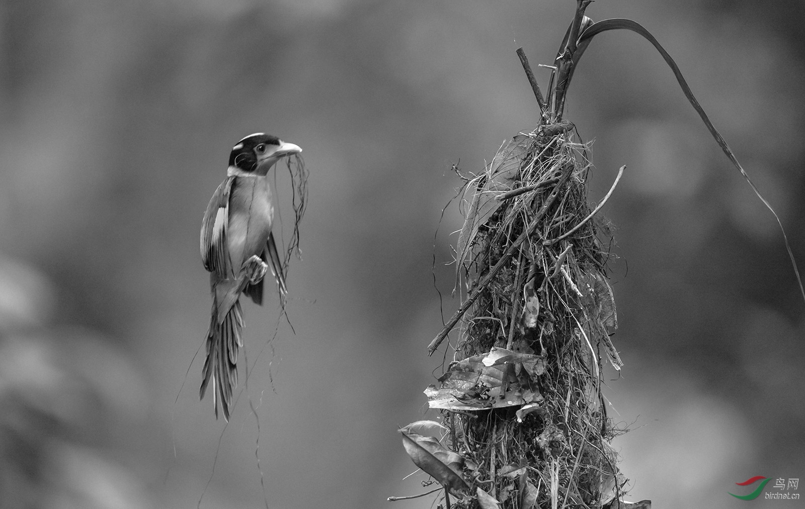 长尾阔嘴鸟(祝贺荣获首页黑白影像精华)