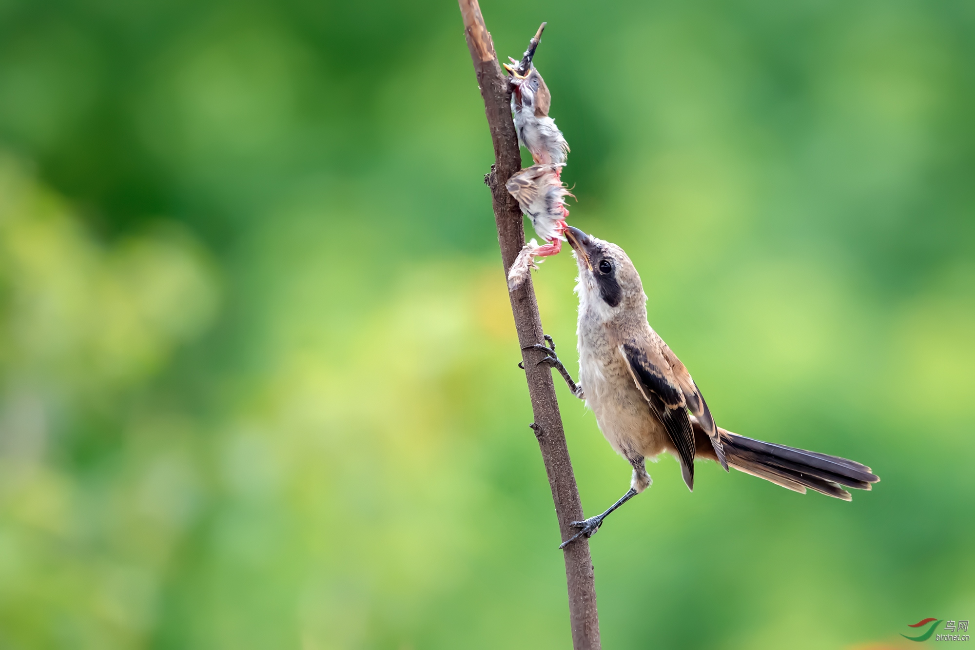 伯劳捕鸟纯野拍