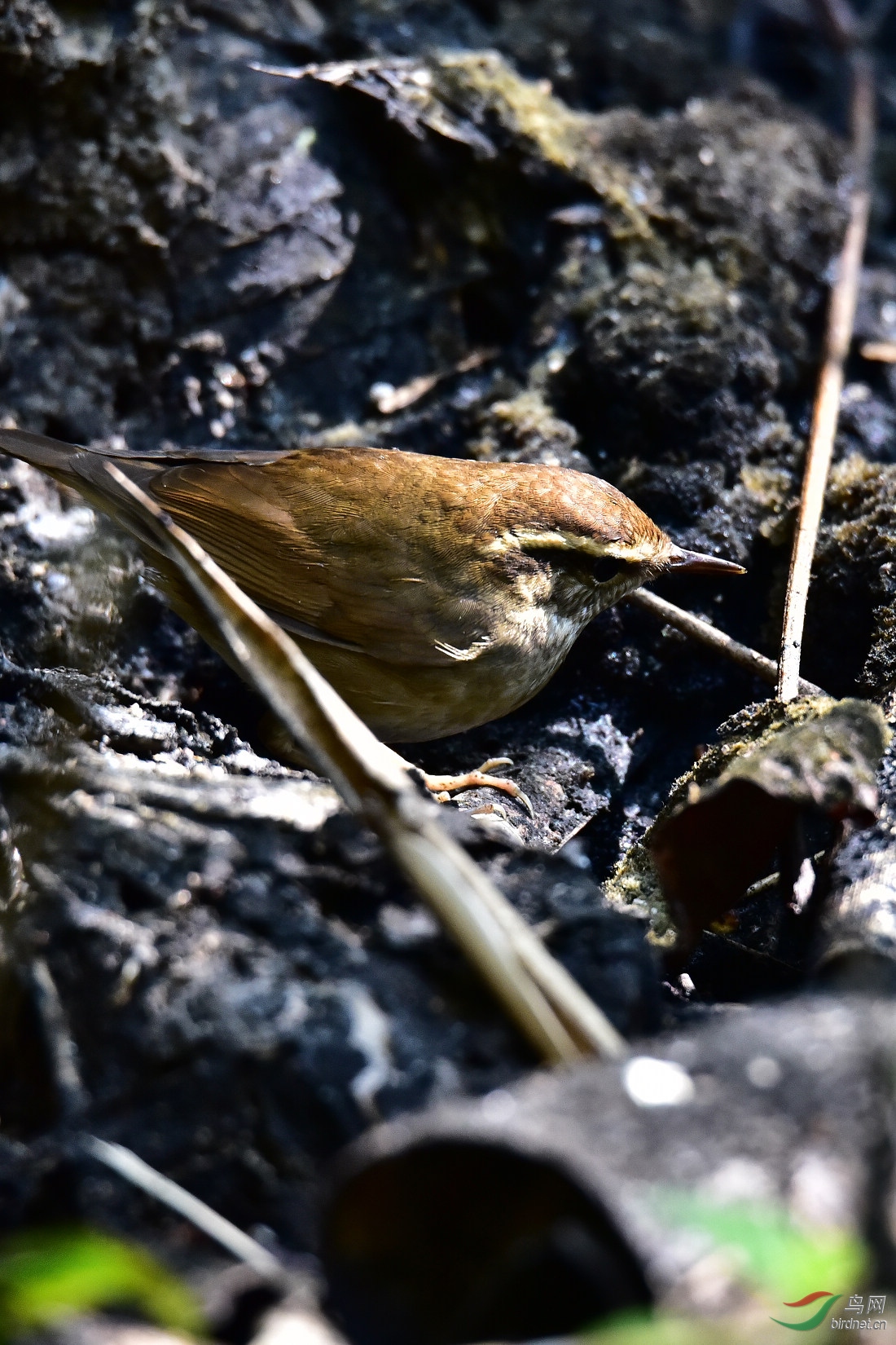 DSC_0377.JPG