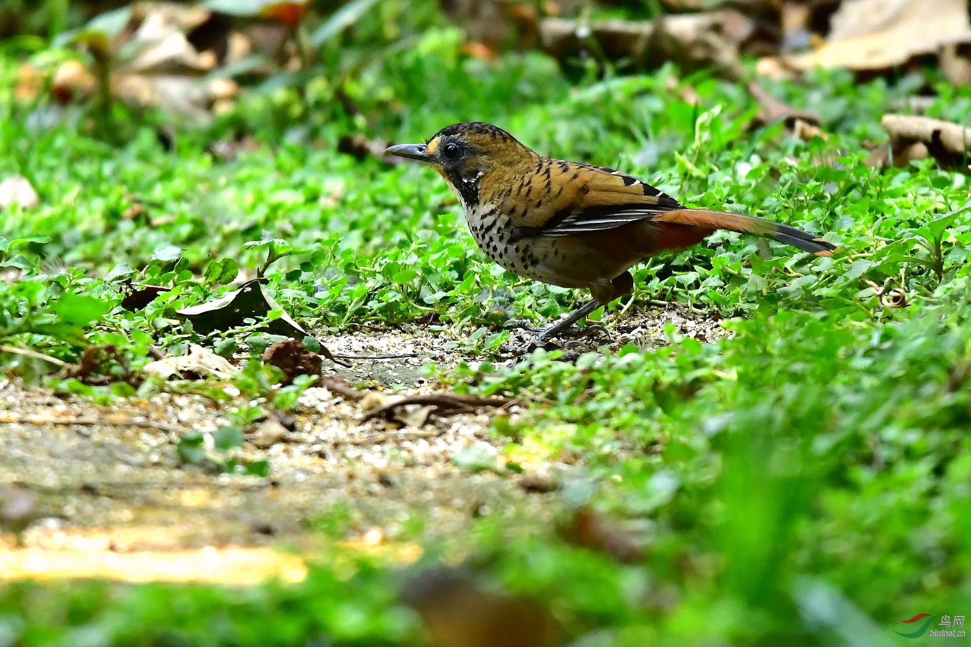 DSC_5777_����.jpg