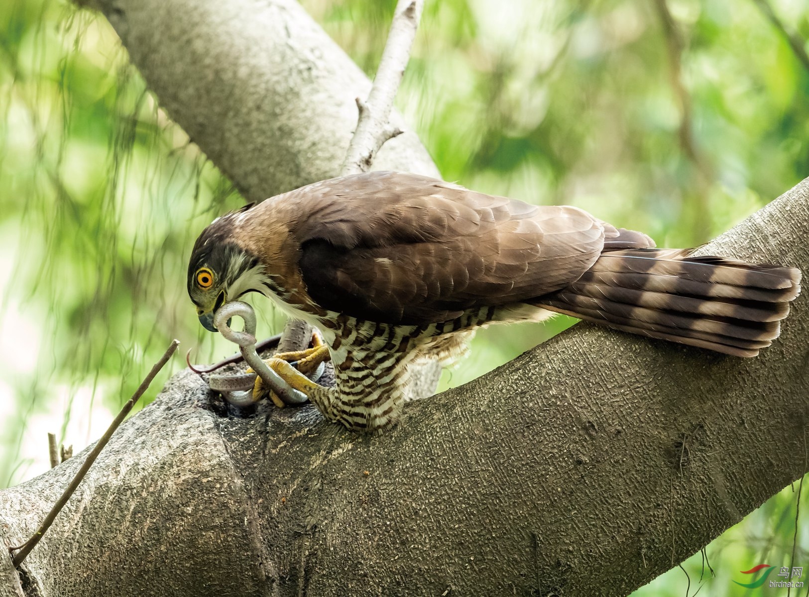 凤头鹰捕蛇