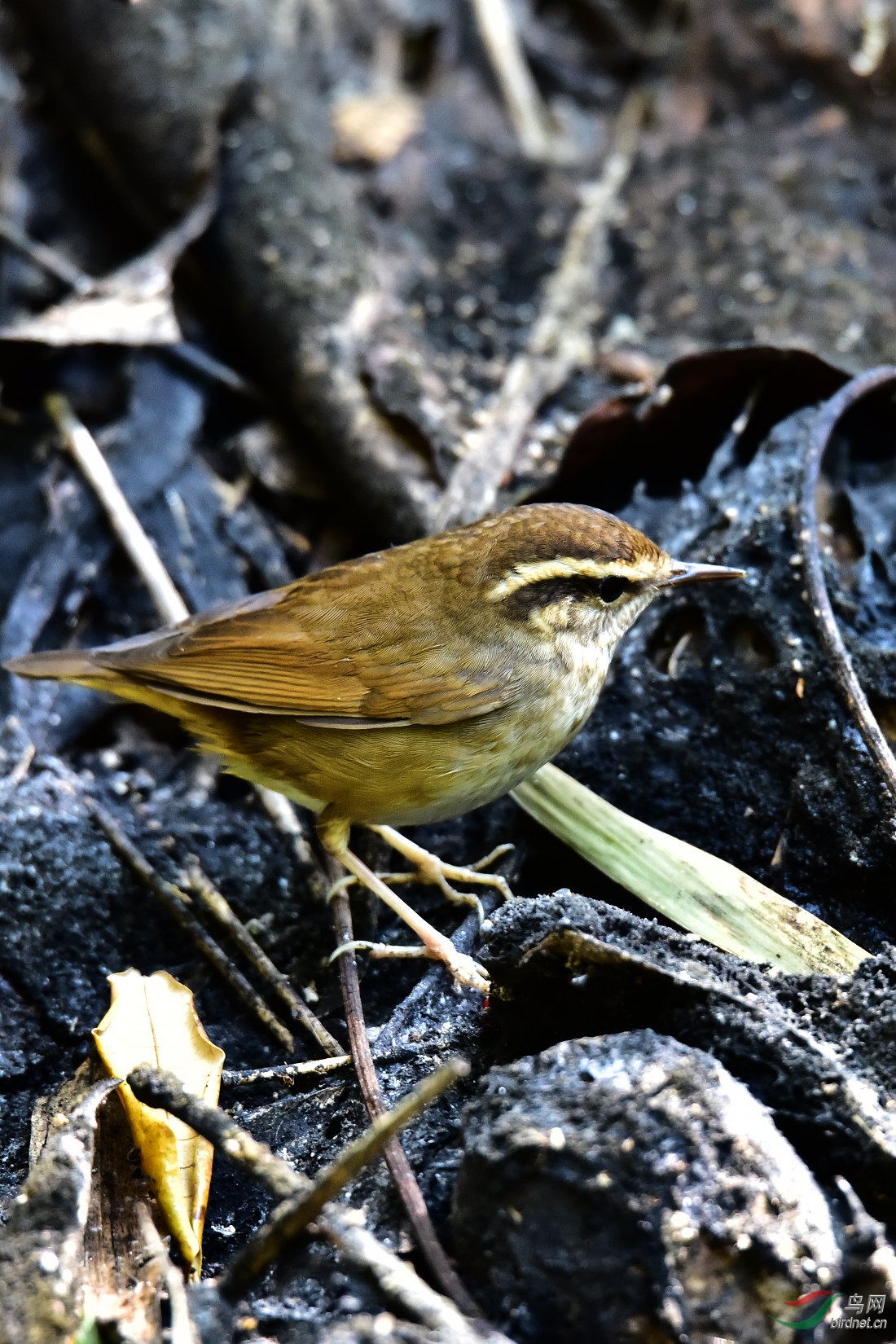 DSC_0380.JPG