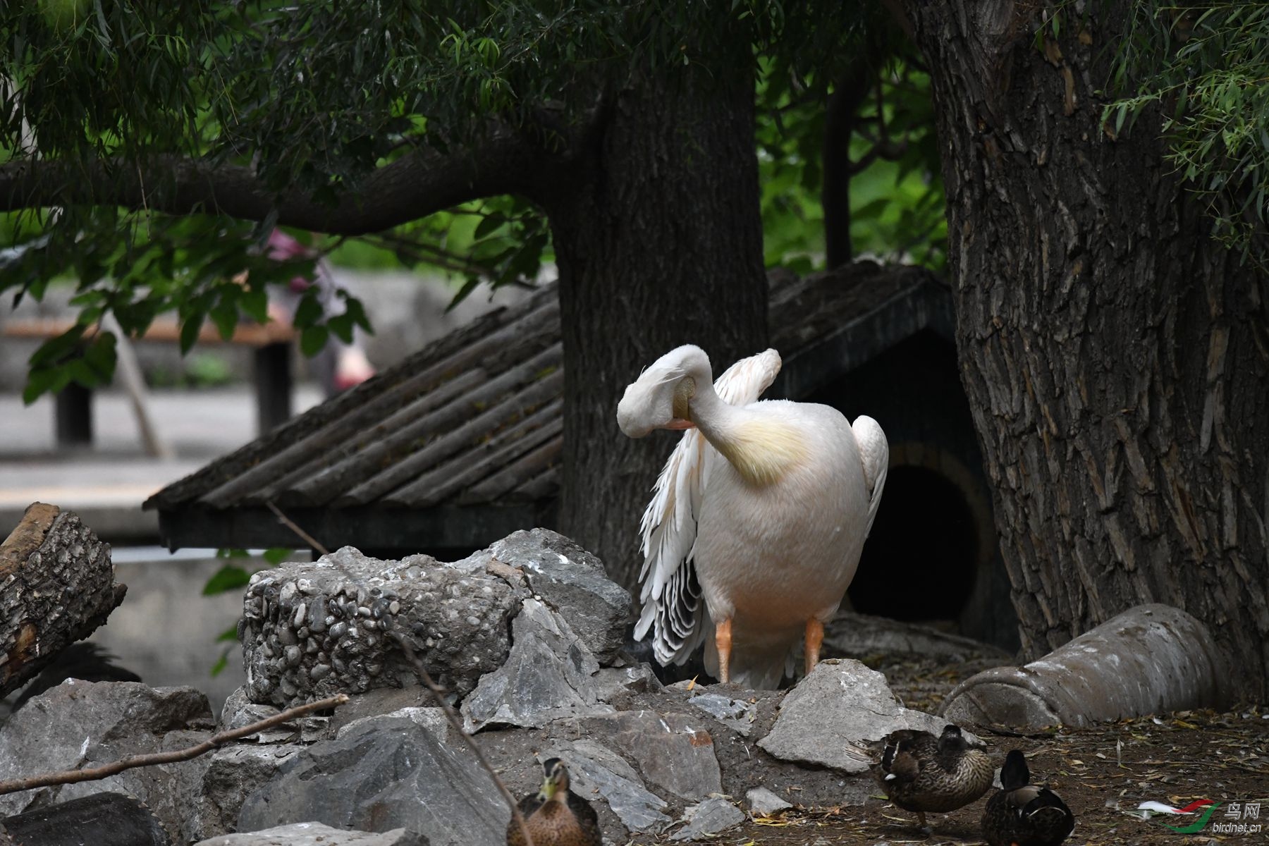 北京动物园里的鸟们