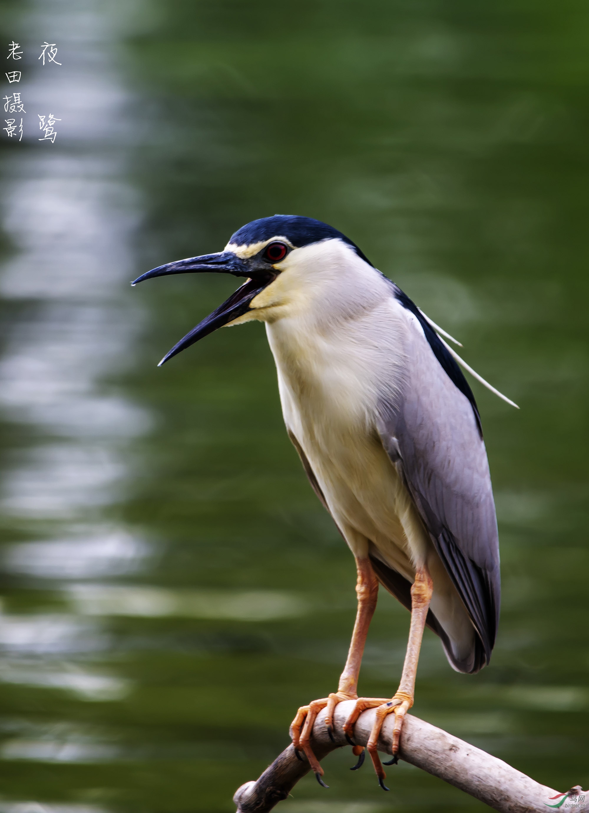 新拍夜鹭