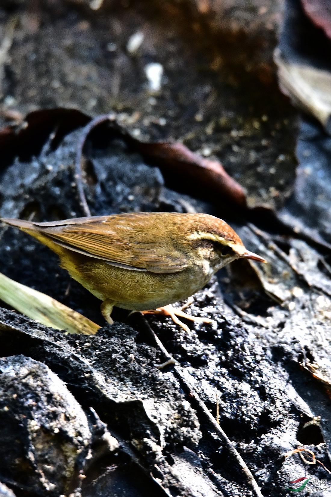 DSC_0383.JPG