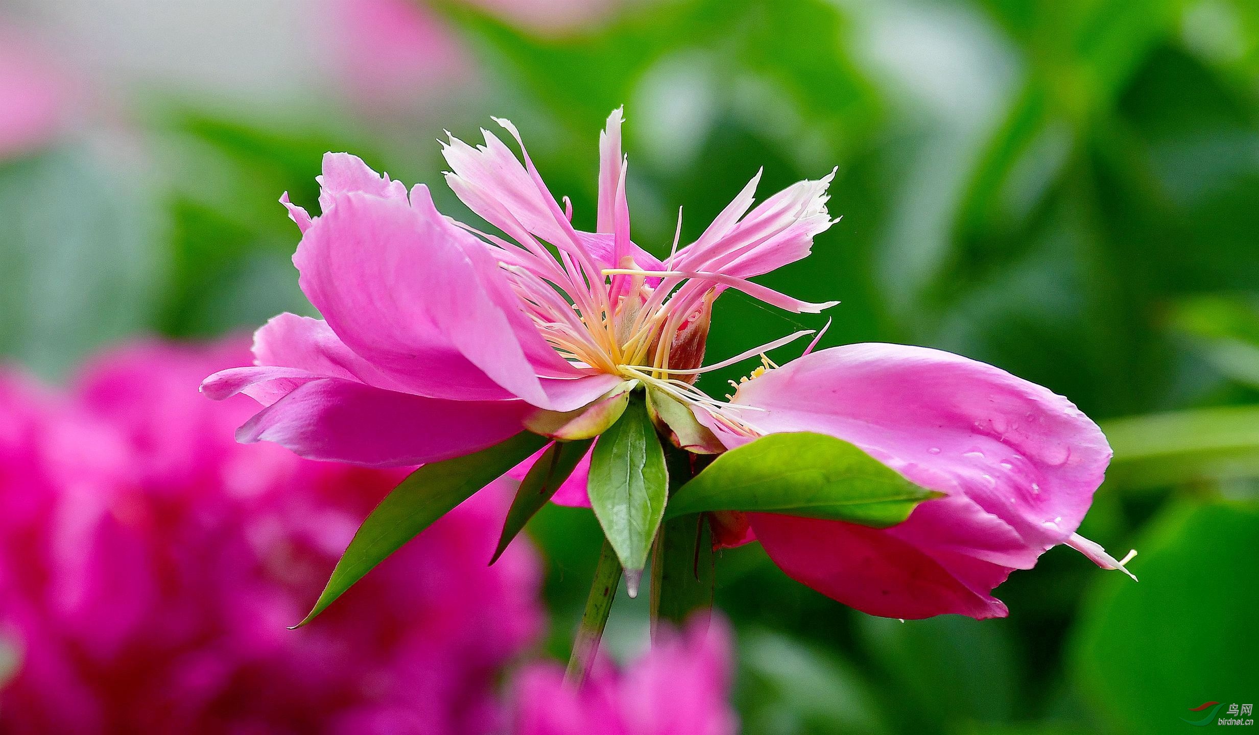 芍药