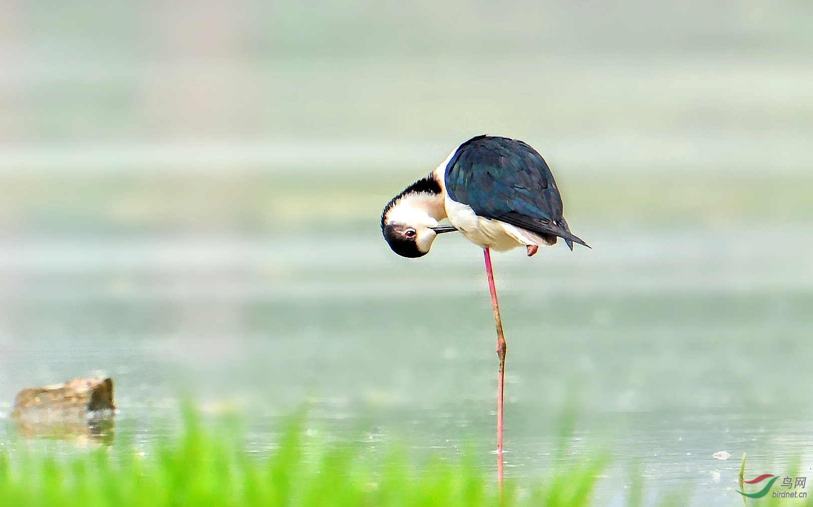 DSC_9877_conew4.jpg