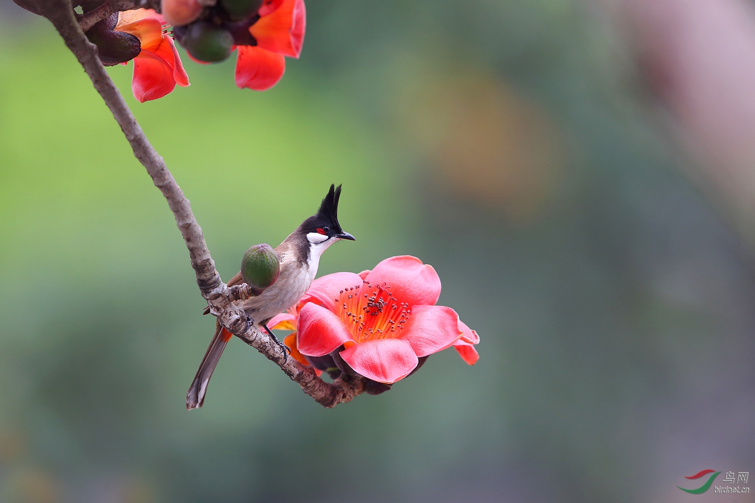 ���޻� �����.jpg