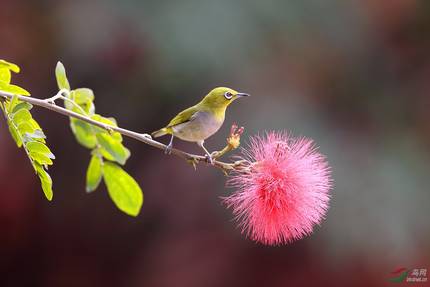 ��ӣ�� �Ҹ�����.jpg