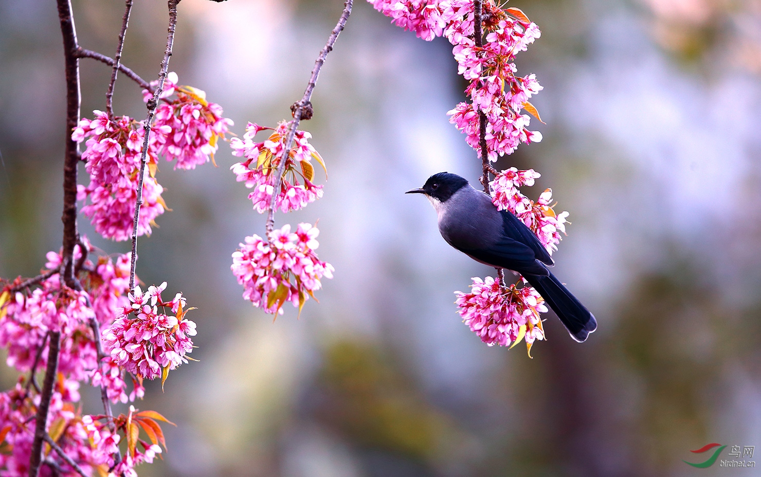 ɽӣ�� ��ͷ����.jpg