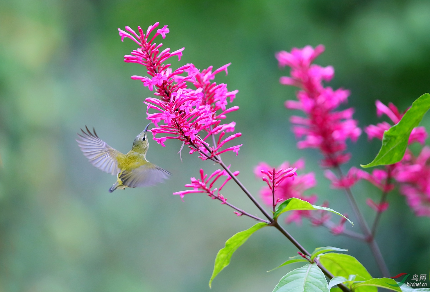 �𼦹ڽ����� ��β̫�����.jpg