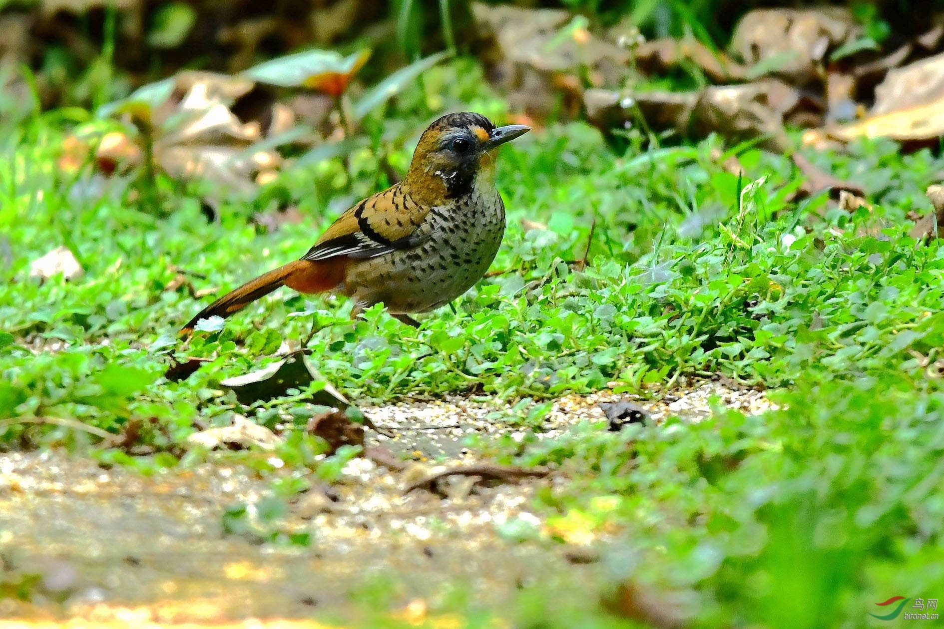 DSC_5762_����.jpg