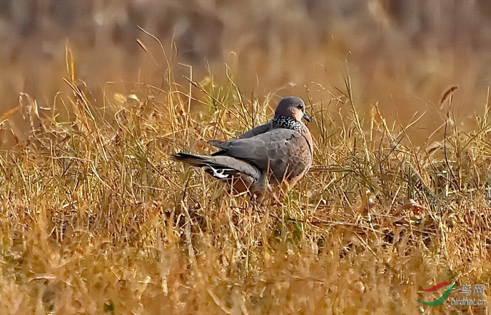 DSC_1766.JPG