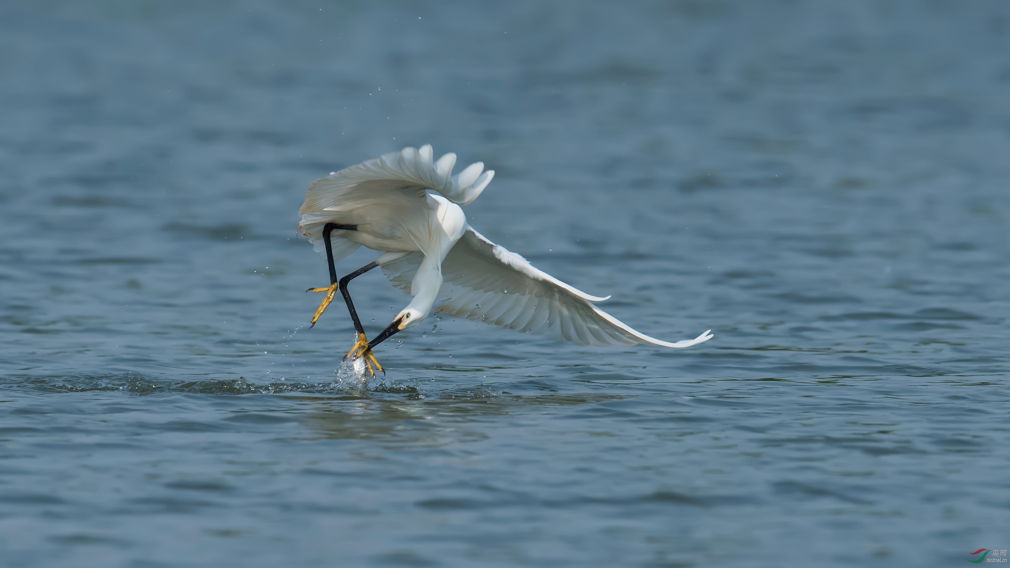 [水鸟] 白鹭---------------------水上芭蕾