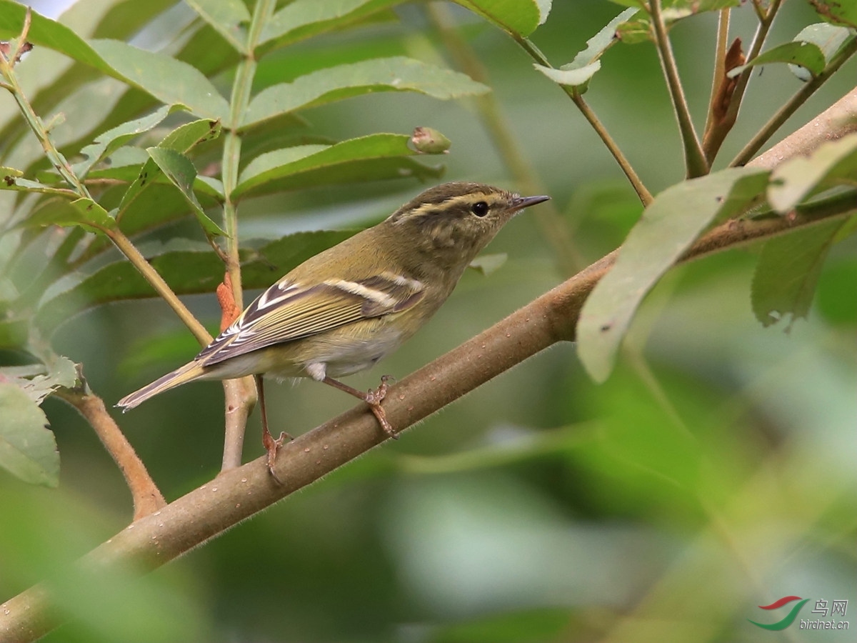 EOS 6D_2965_����.jpg