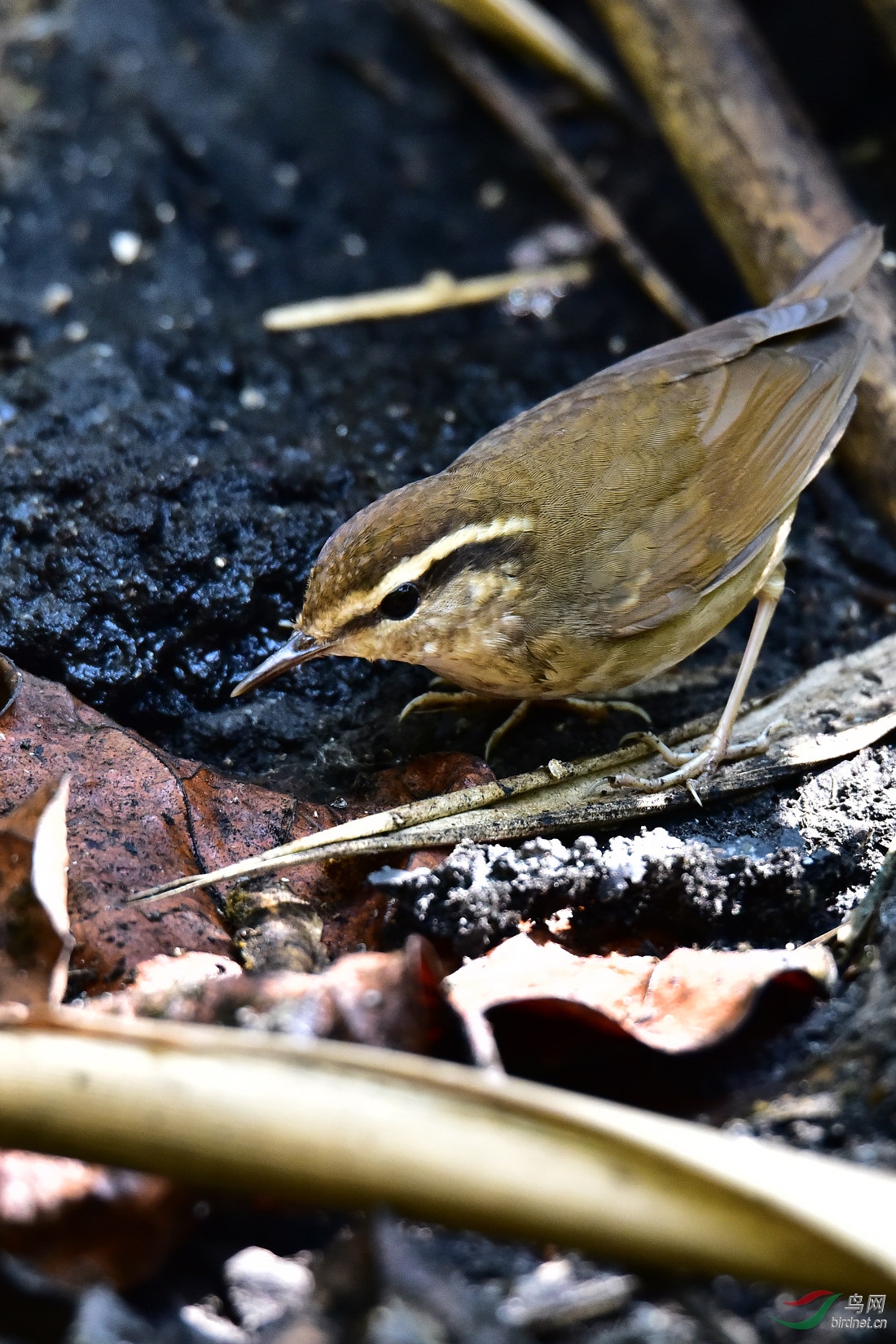 DSC_0395.JPG