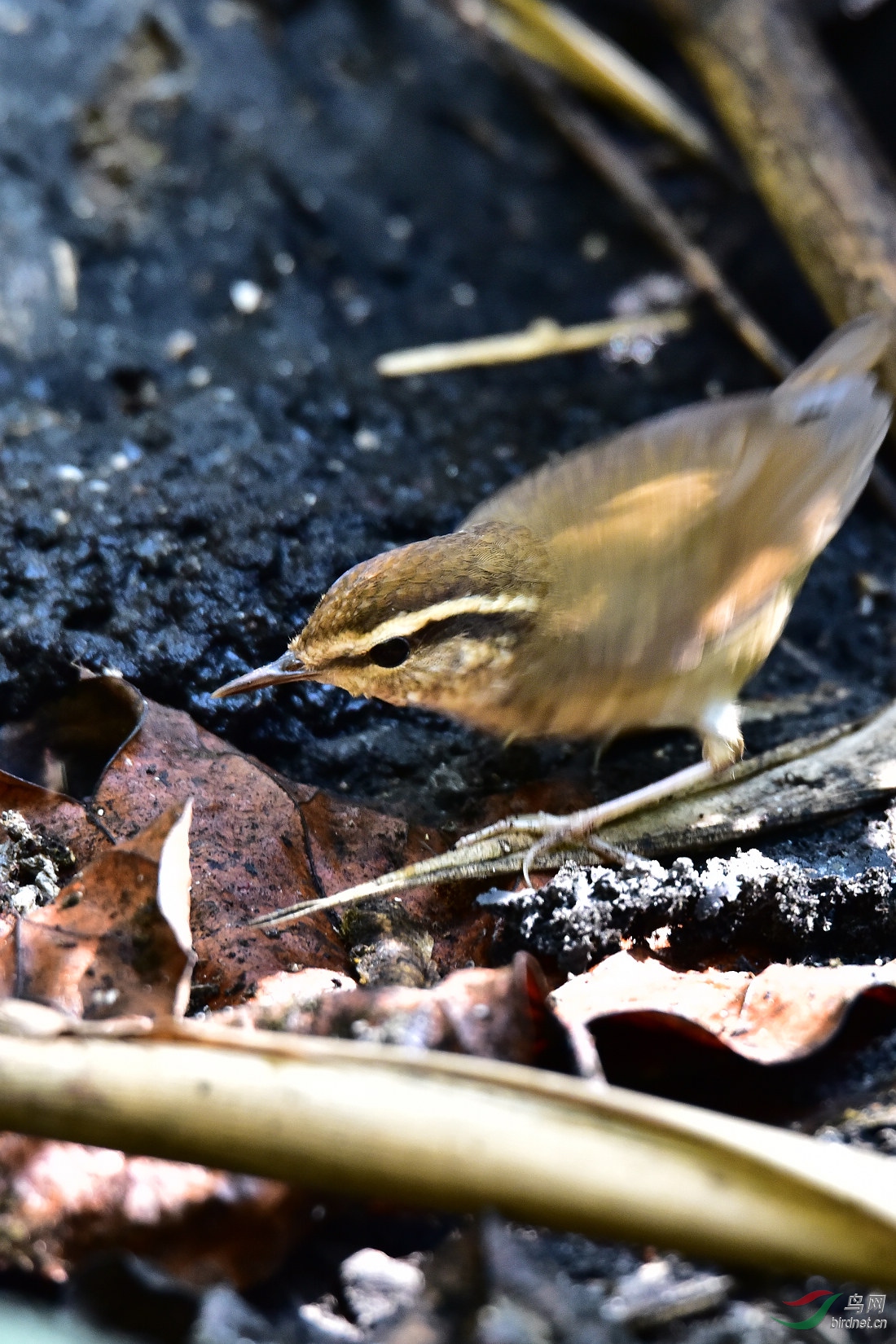 DSC_0396.JPG