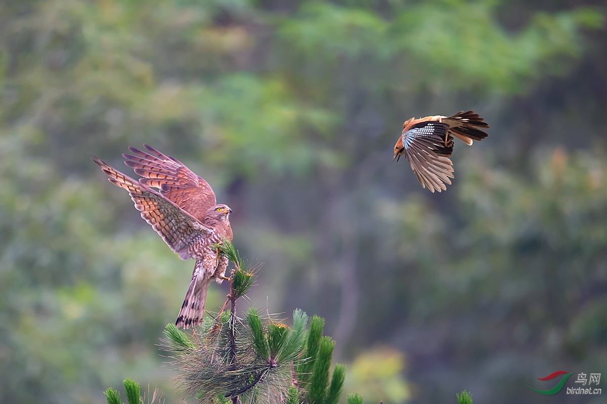 松鸦斗鵟鹰(祝贺荣获本版佳作)