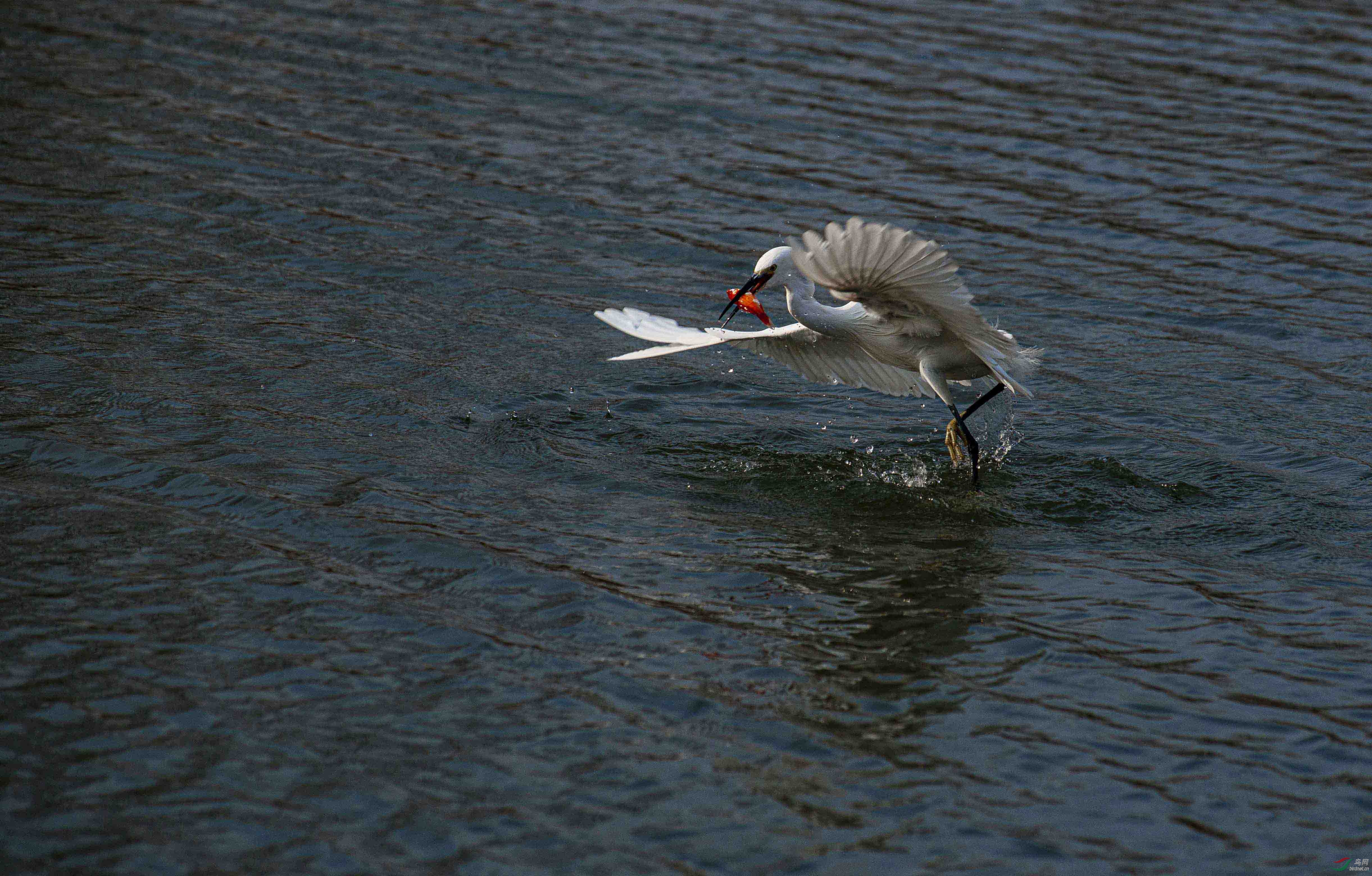 DSC07982p9ssss.jpg