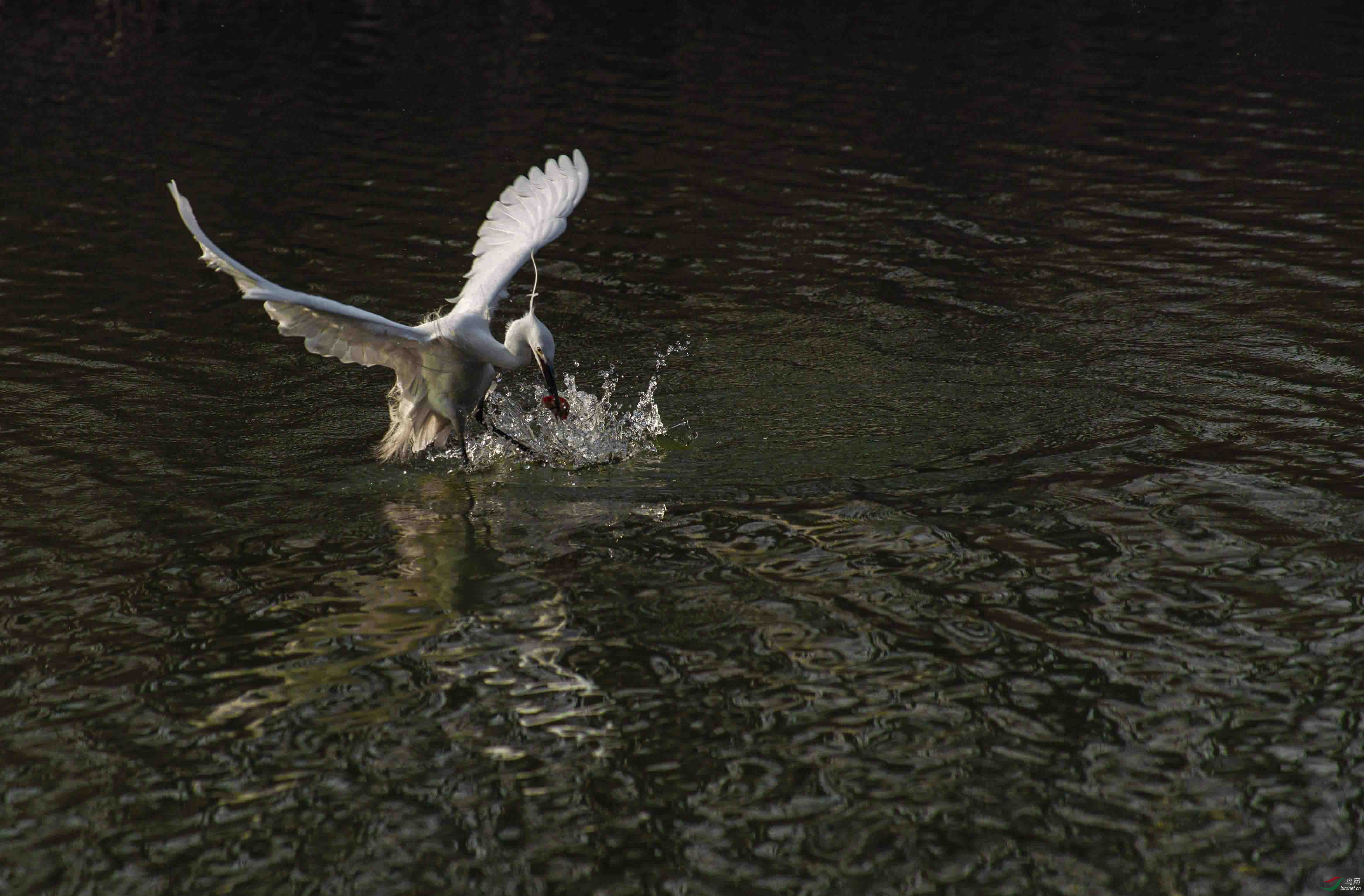 DSC08042p9sss.jpg