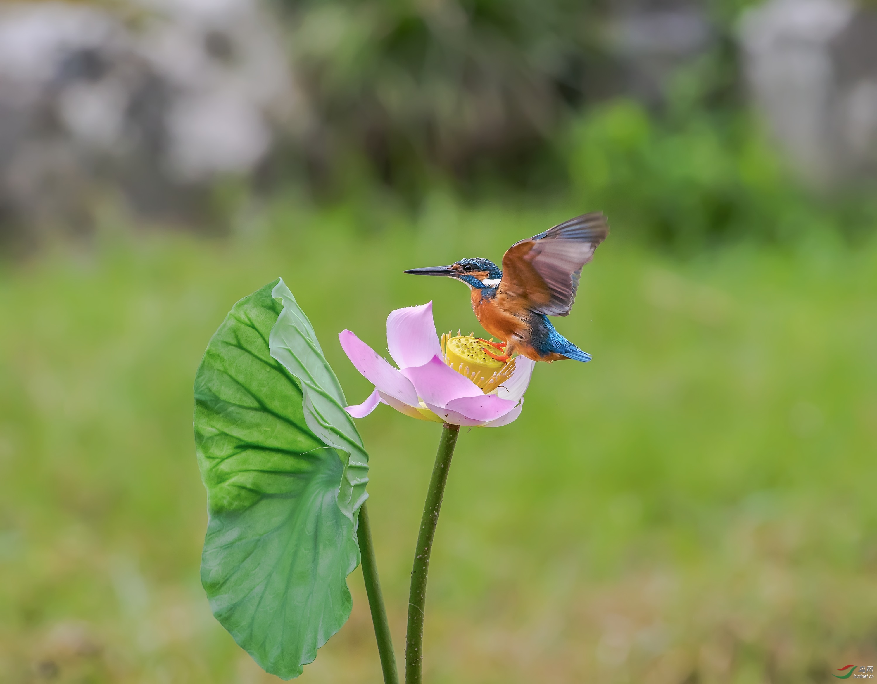 _DSC9961.jpg