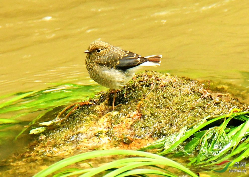 拍南岳山洪瀑发溪边小鸟