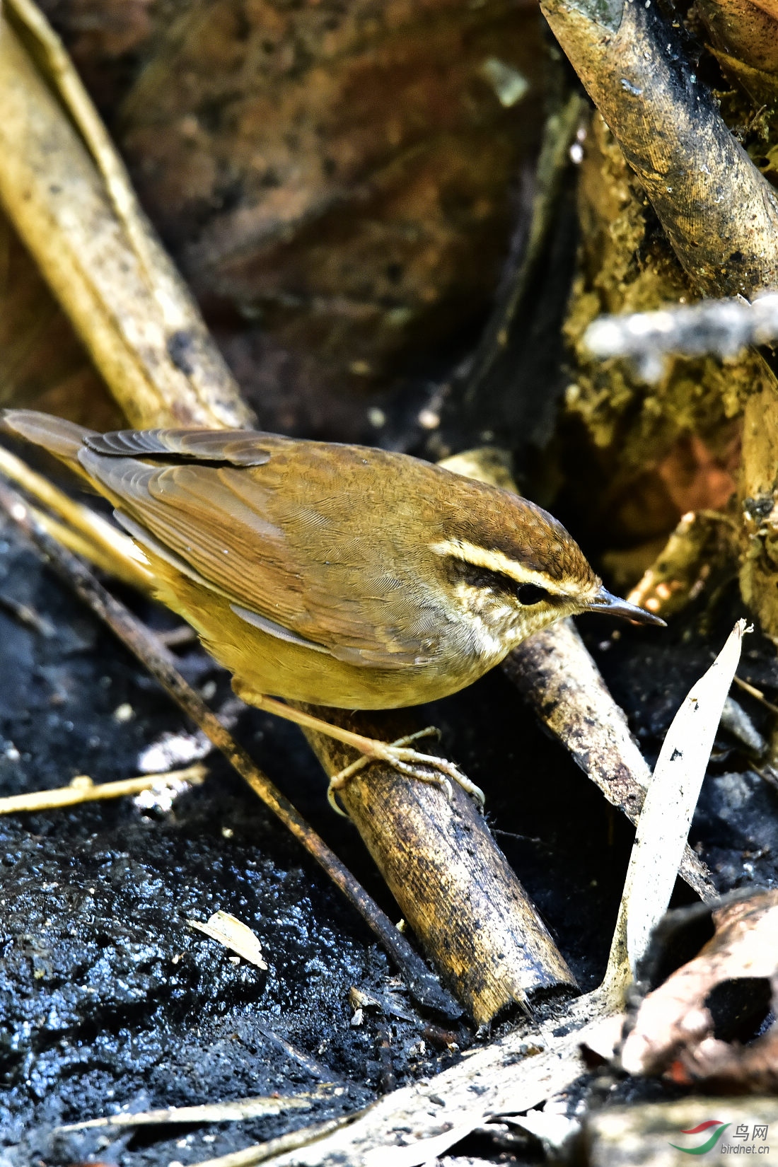 DSC_0399.JPG