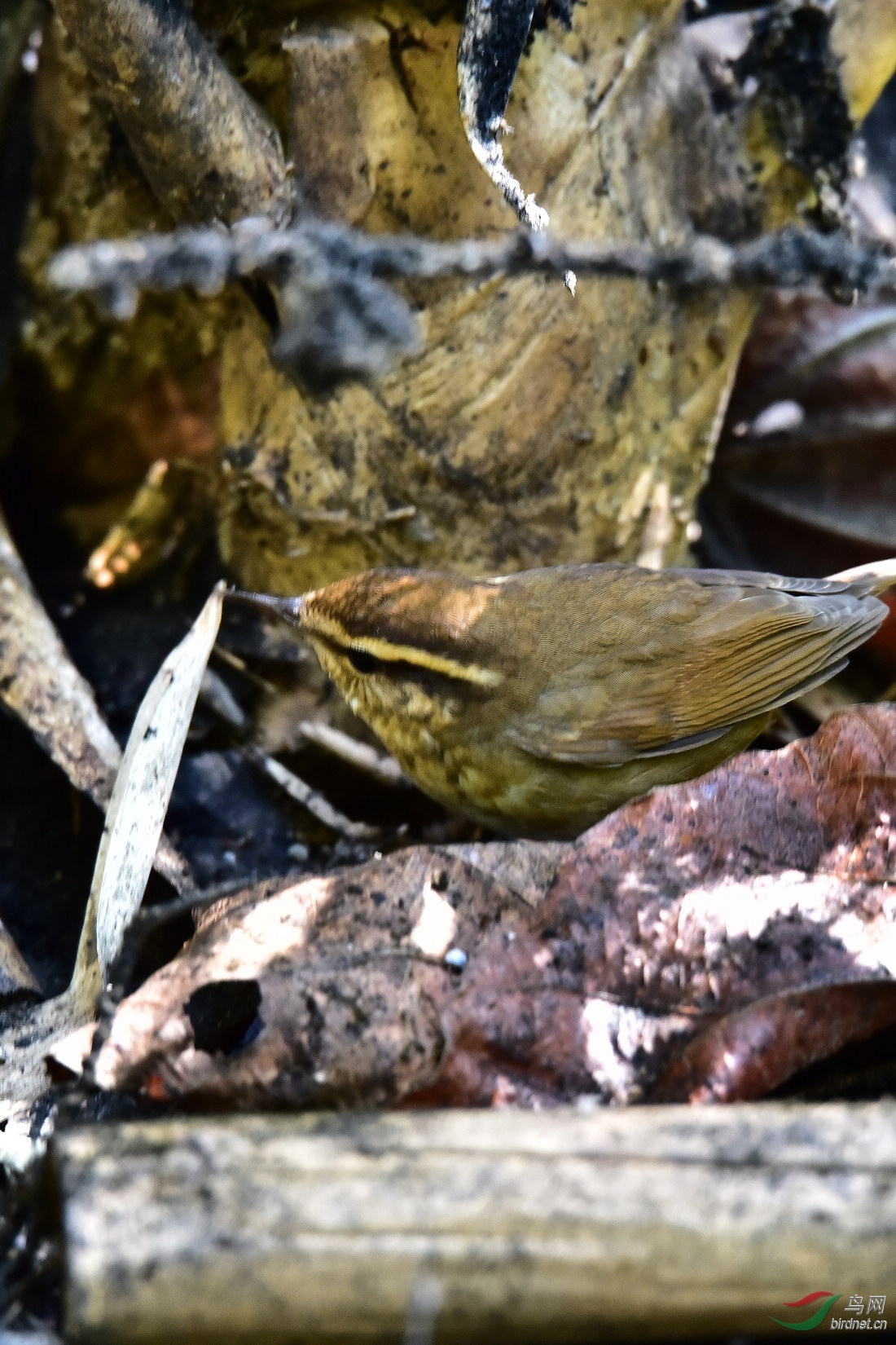 DSC_0400.JPG