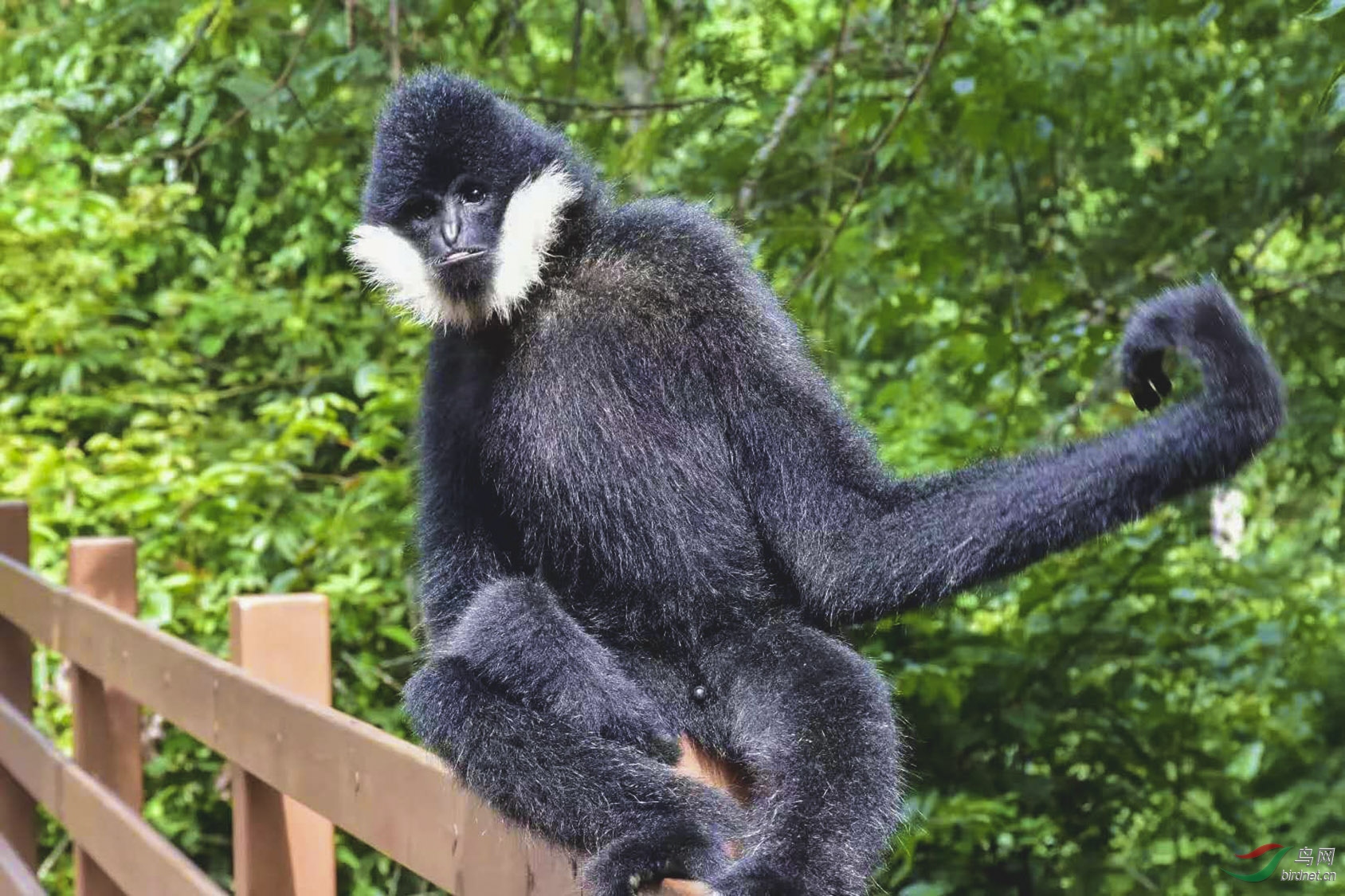 偶遇真拍长臂猿!