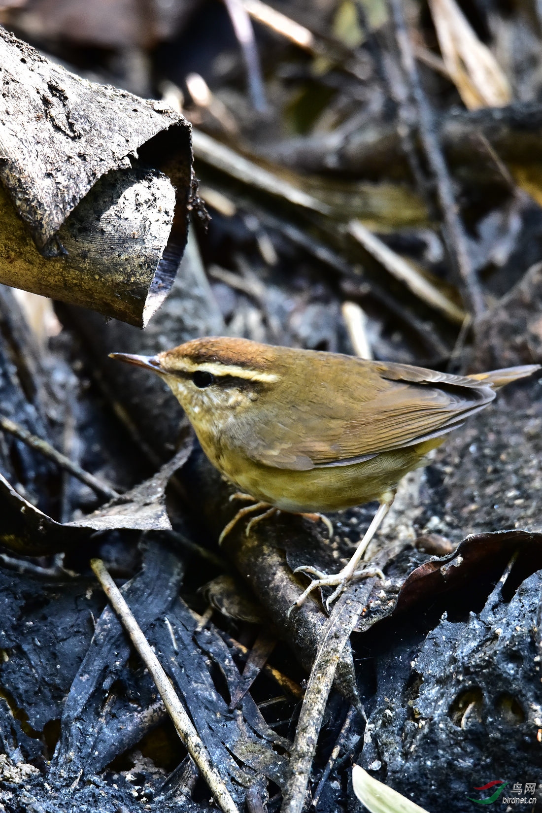 DSC_0402.JPG