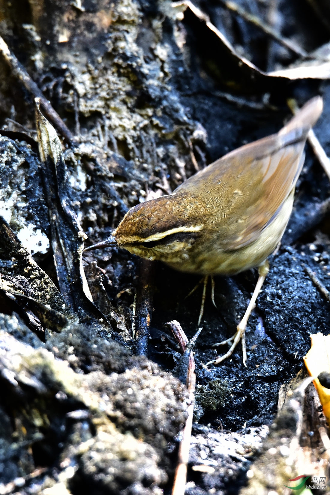 DSC_0403.JPG