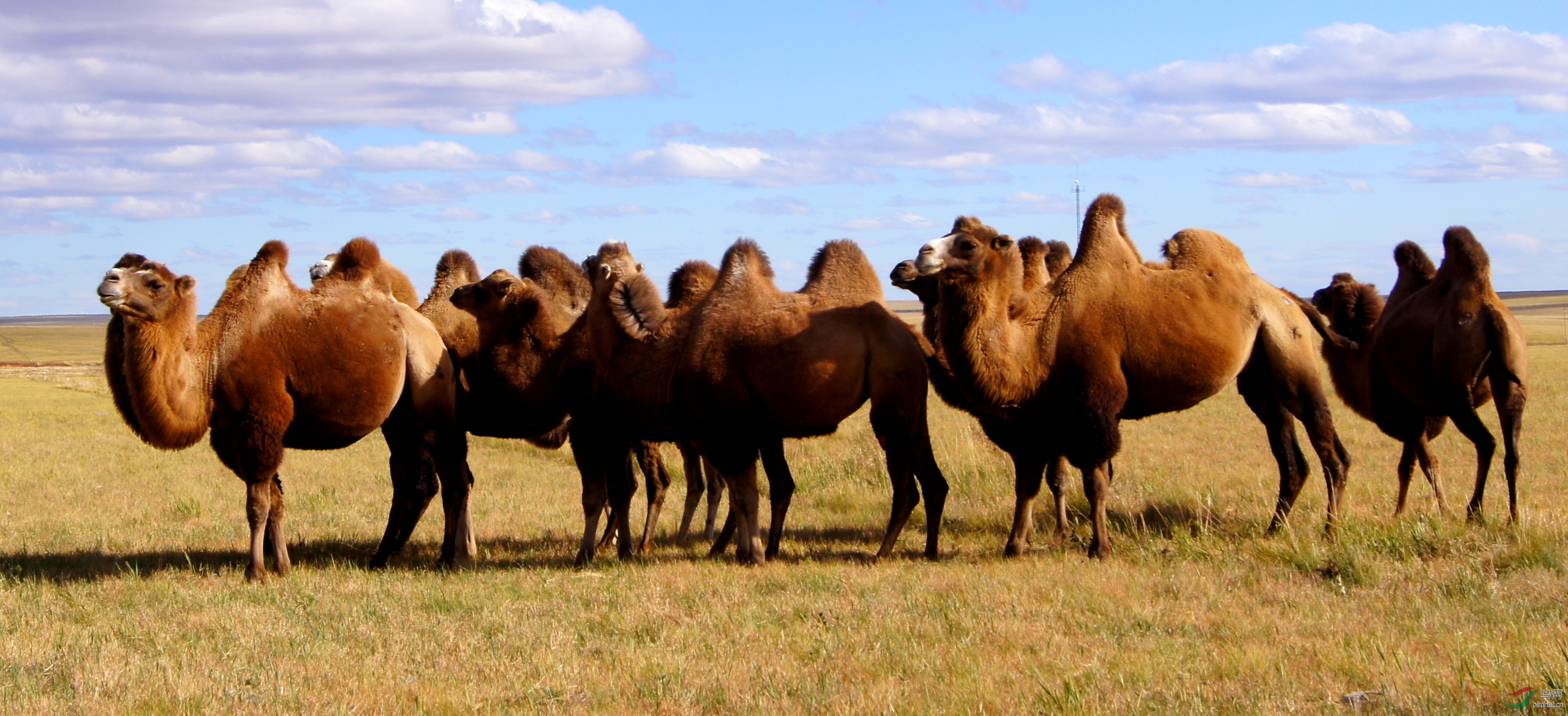 草原上的骆驼