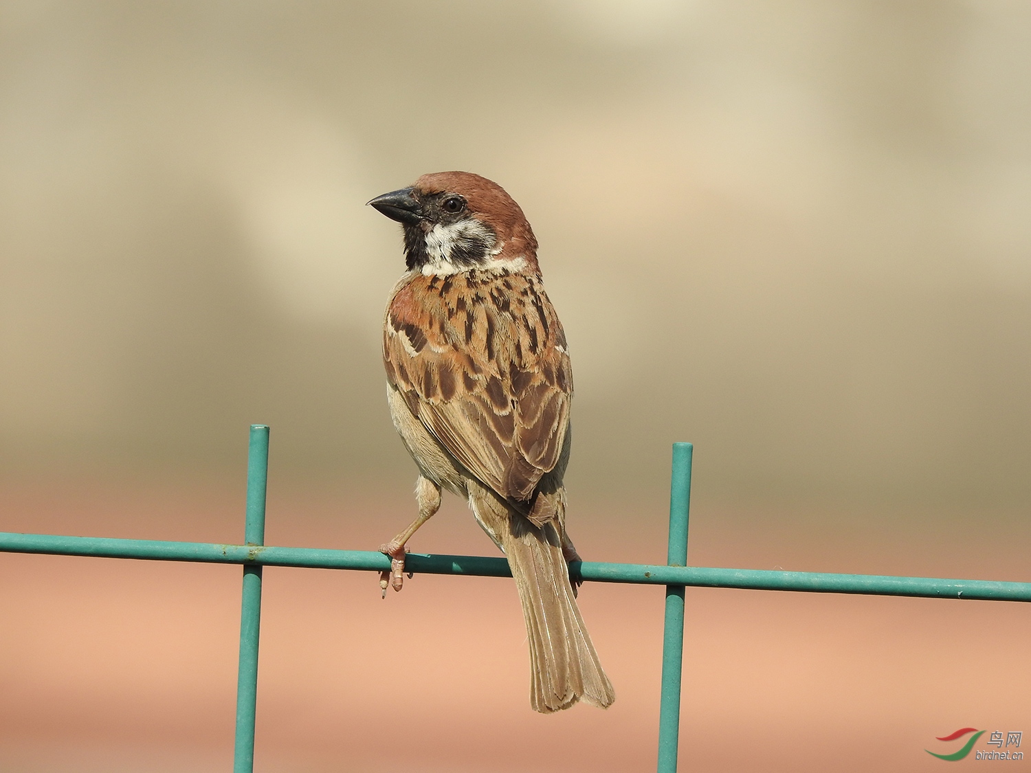 DSCN2978.jpg