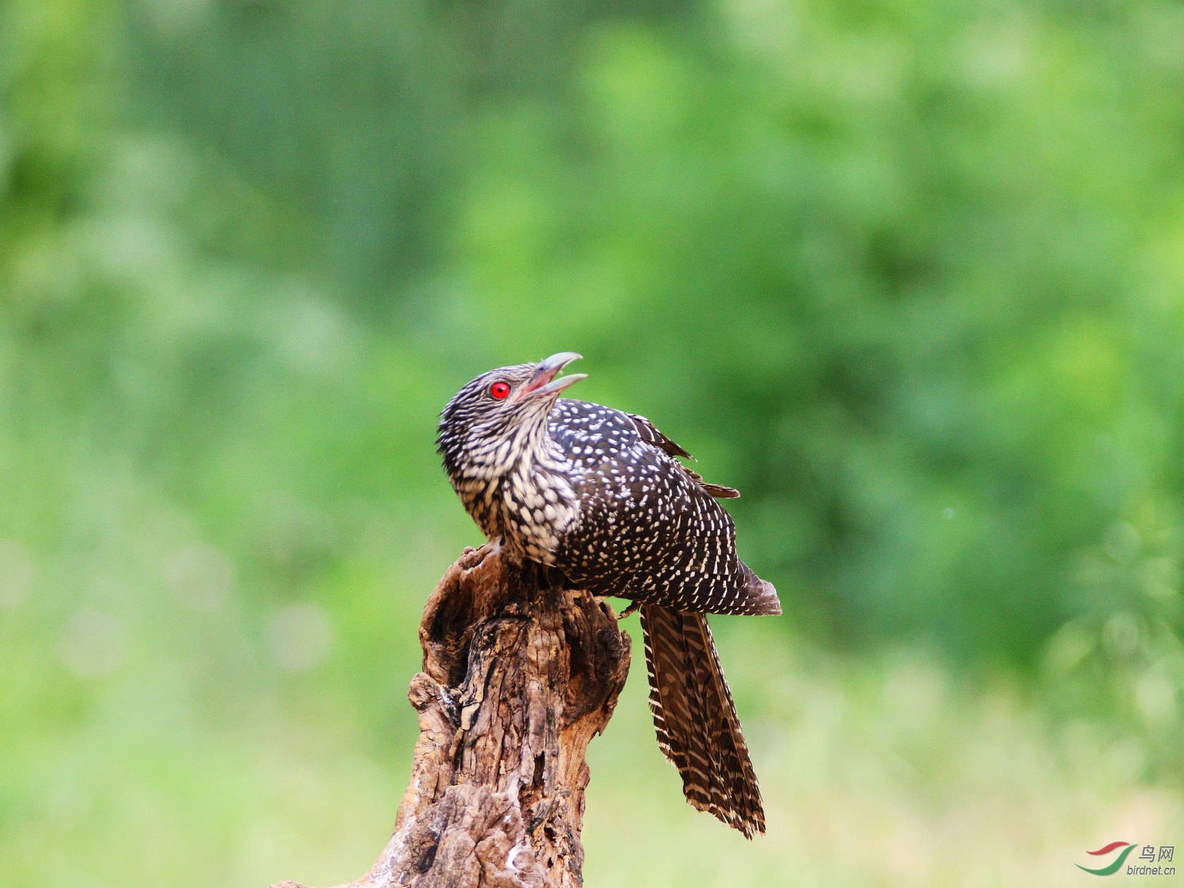 IMG_8103czx.jpg