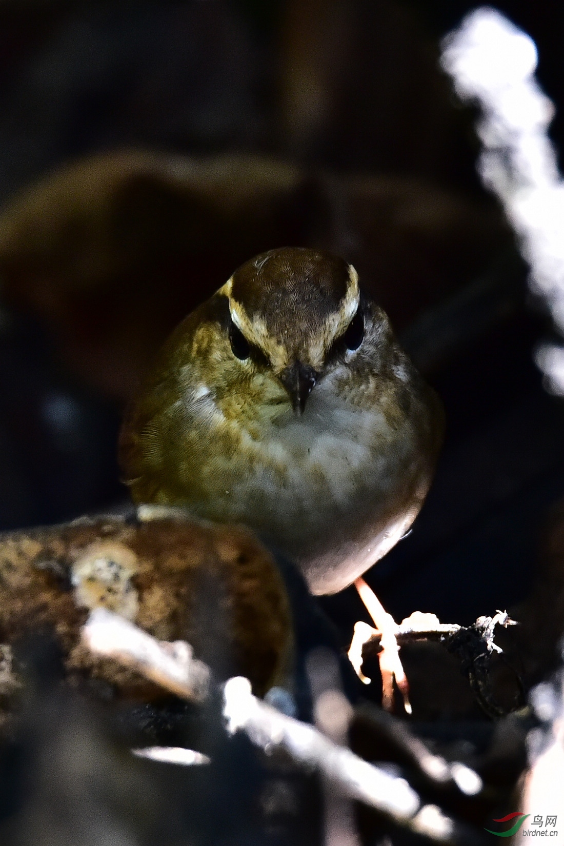 DSC_0411.JPG