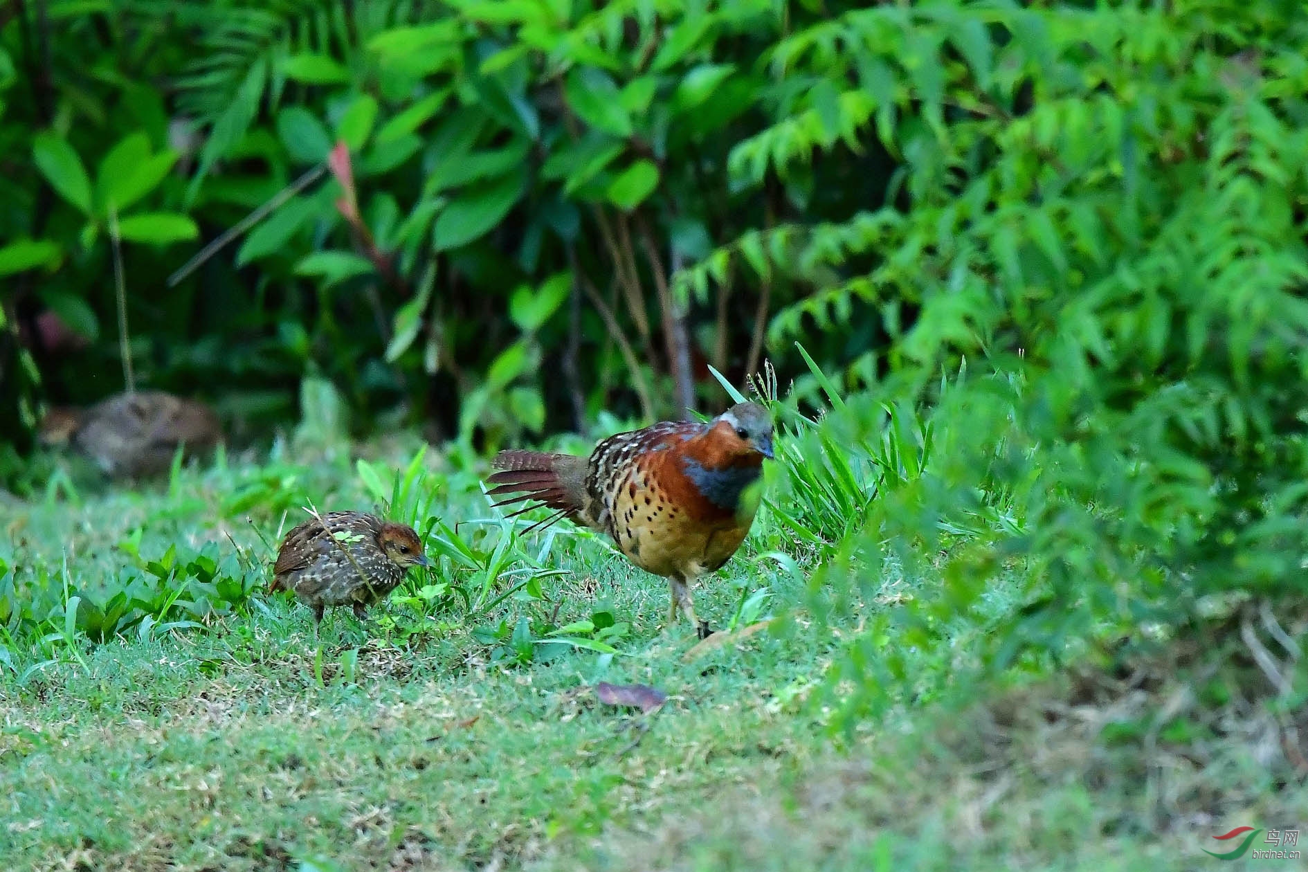 DSC_6570_����.jpg