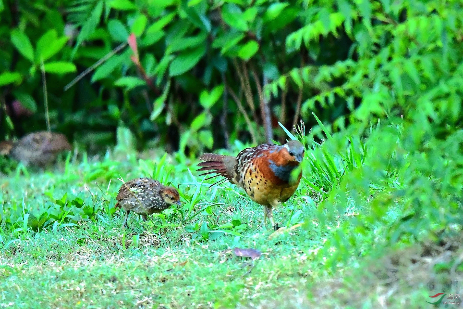 DSC_6571_����.jpg