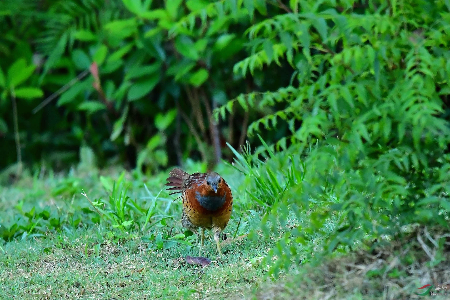 DSC_6576_����.jpg