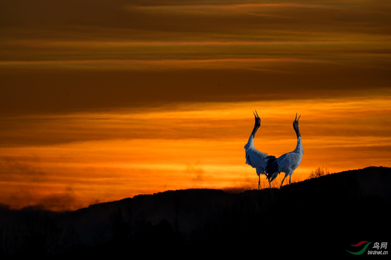 DSC_4218A.jpg