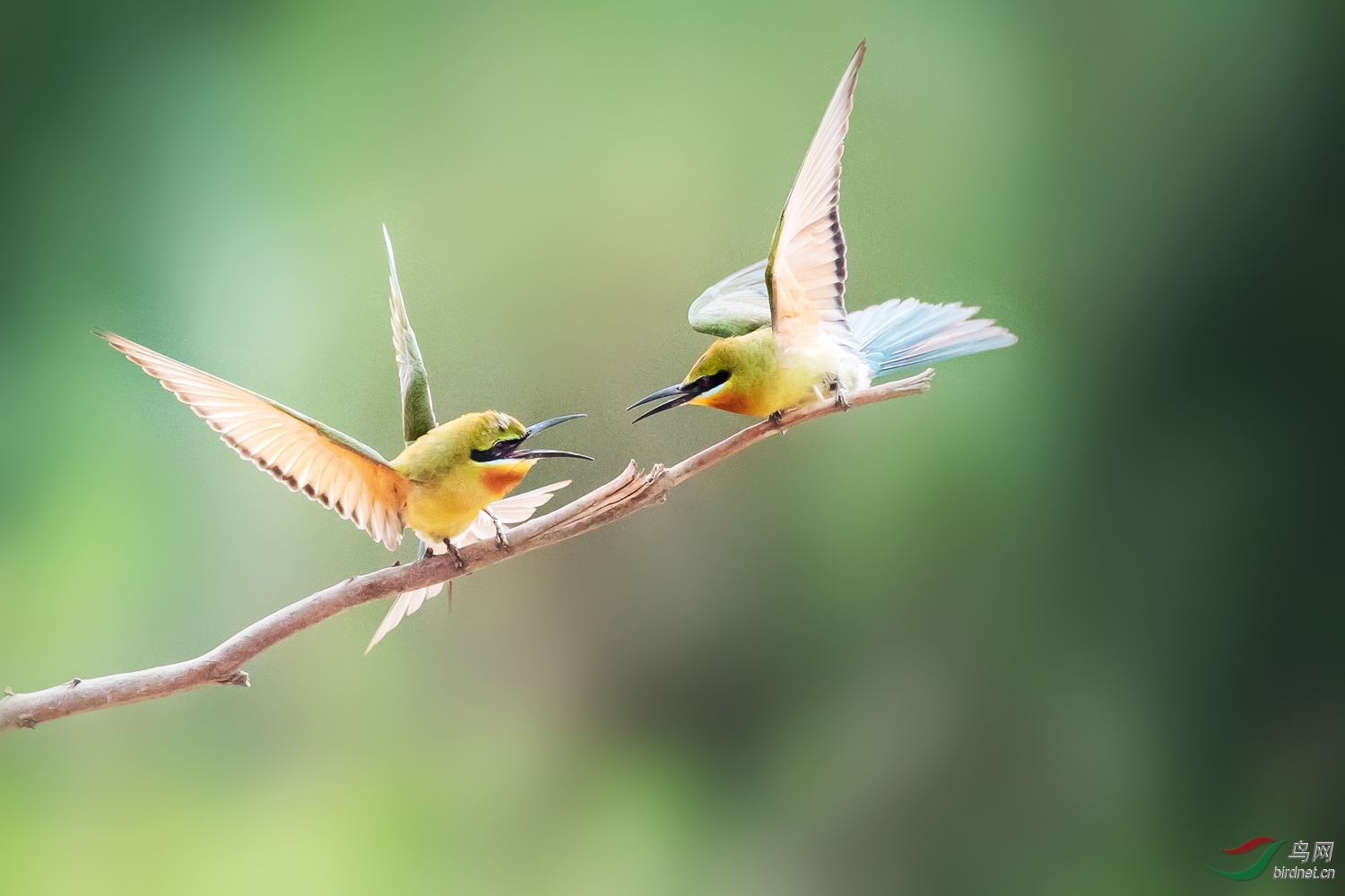 �����仢  17 20190616.JPG