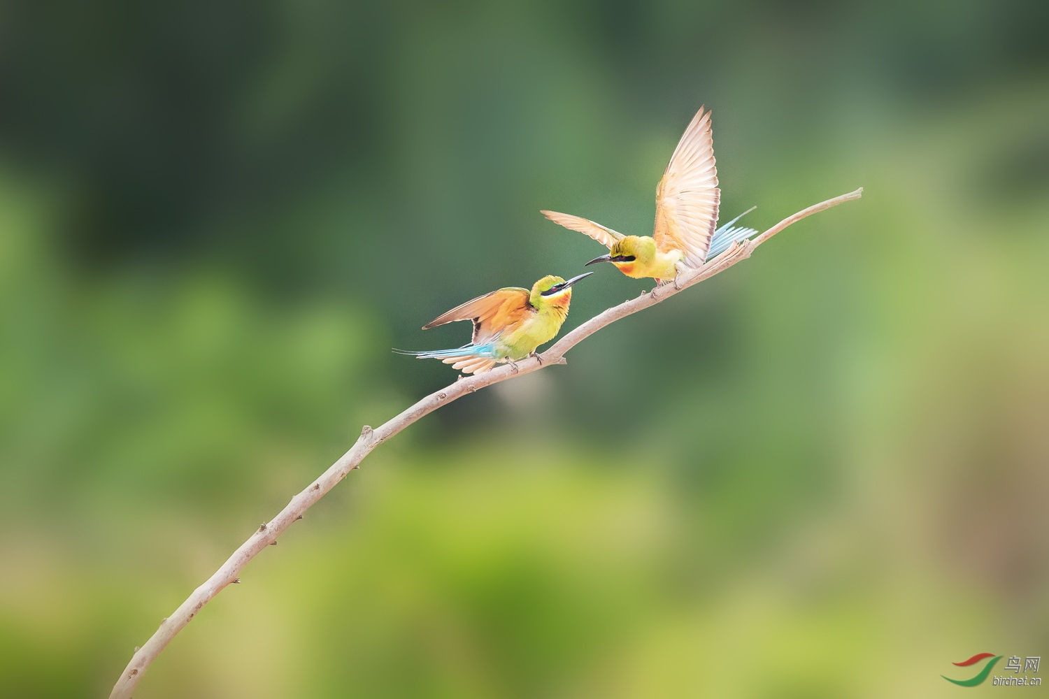 �����仢  22 20190617.JPG