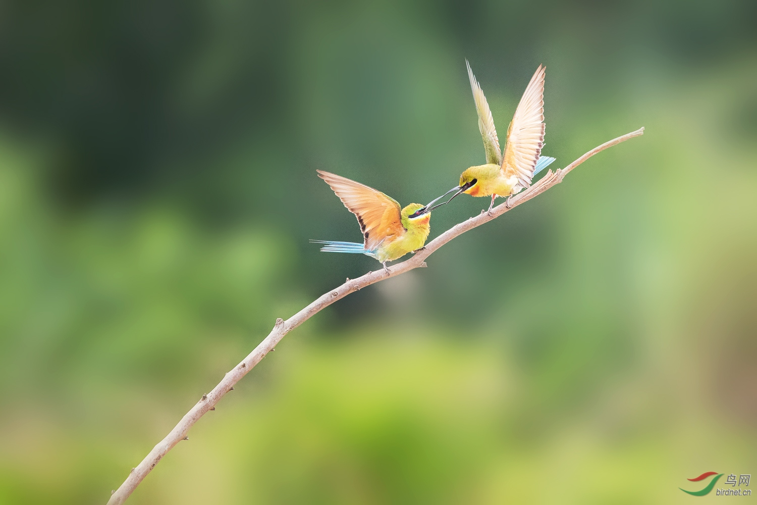 �����仢  24 20190617.JPG